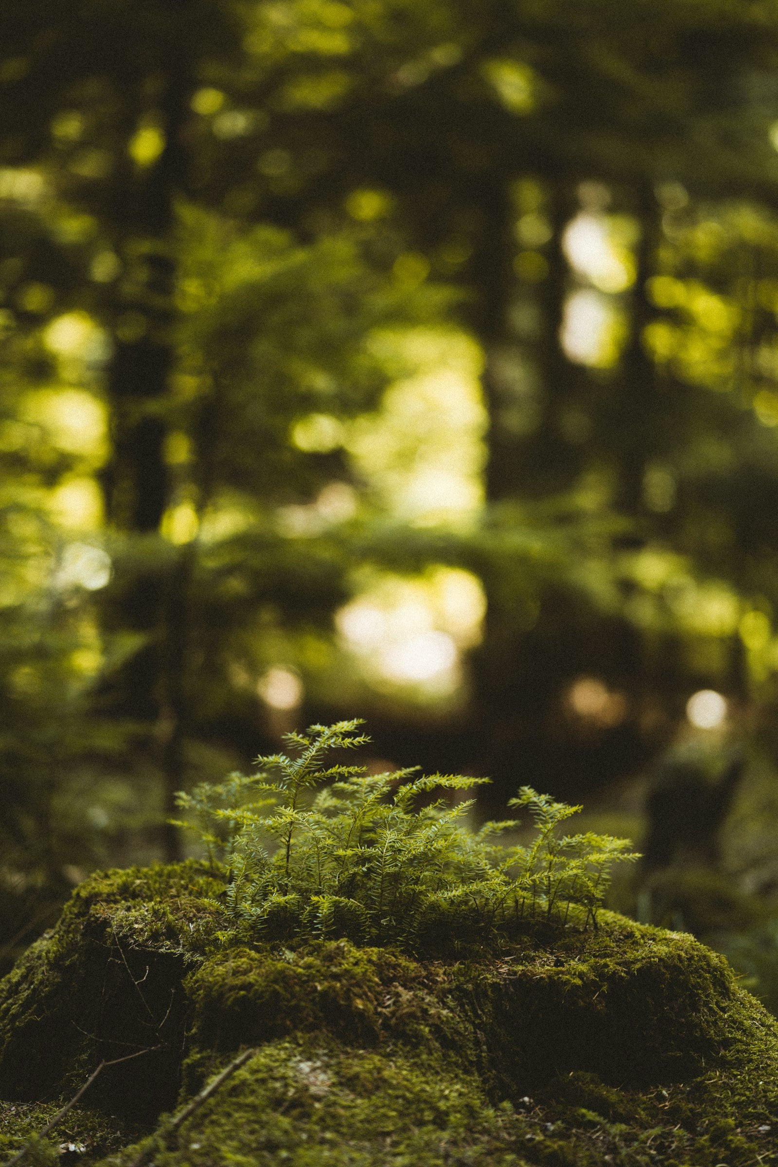 Green moss on tree bark