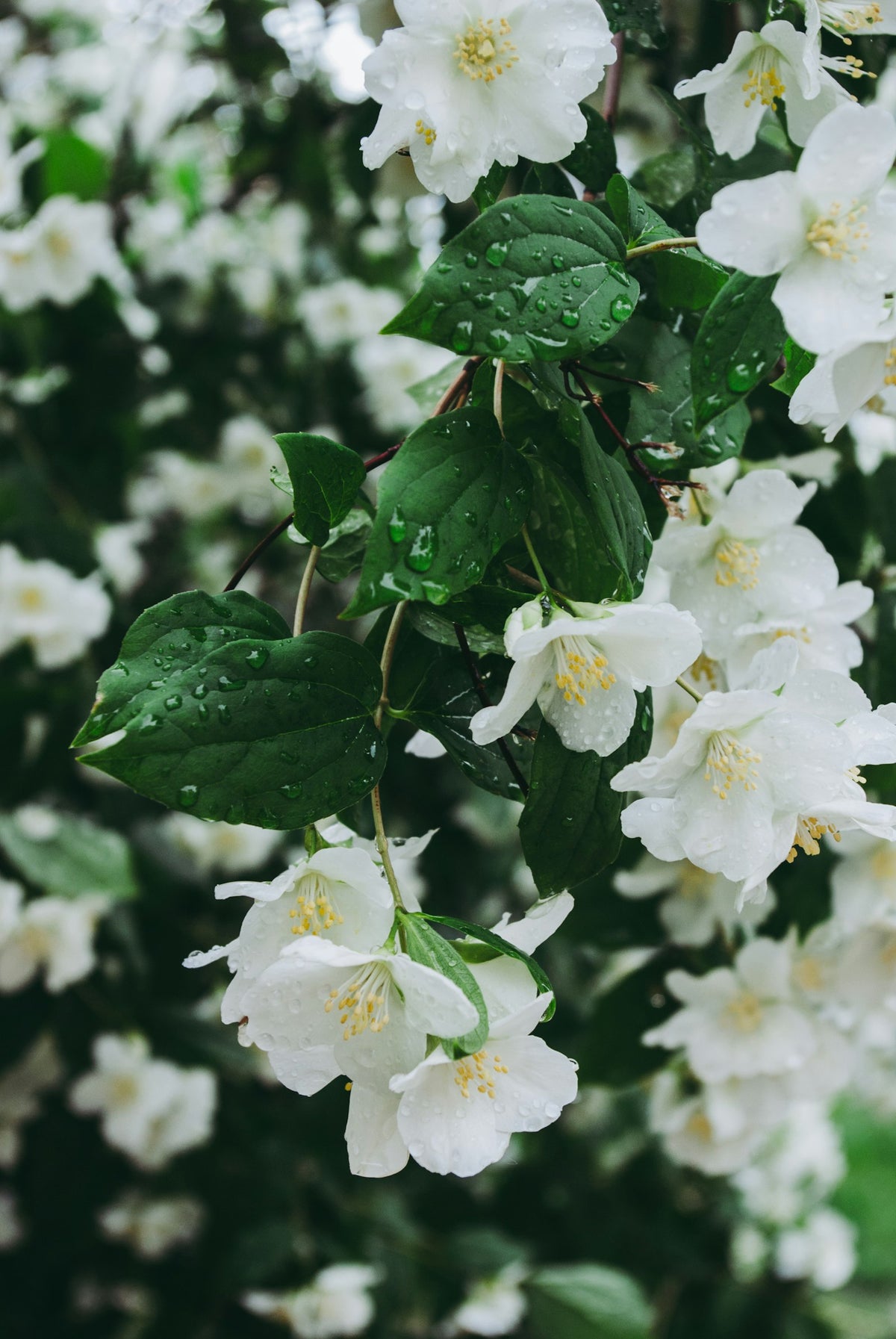 White jasmine flowers