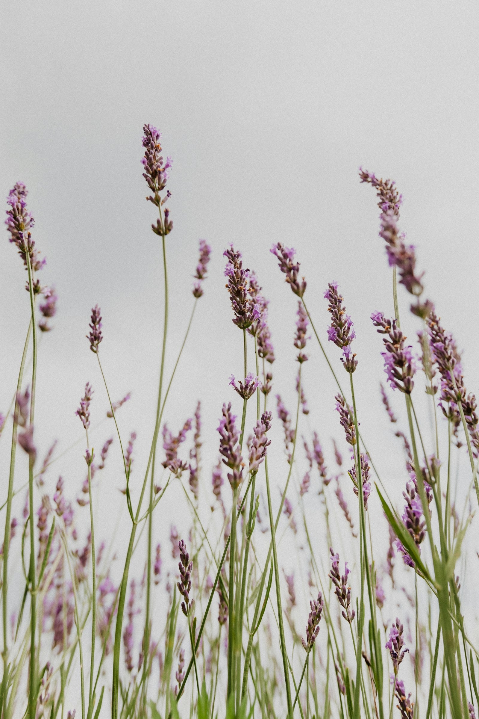 Lavender stems