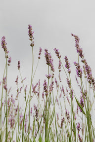 Lavender stems