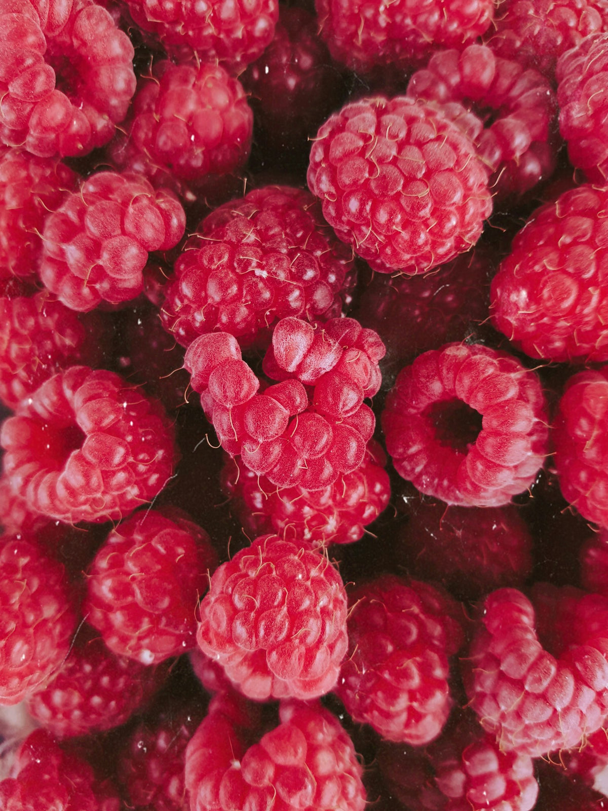 Close-up of ripe red berries