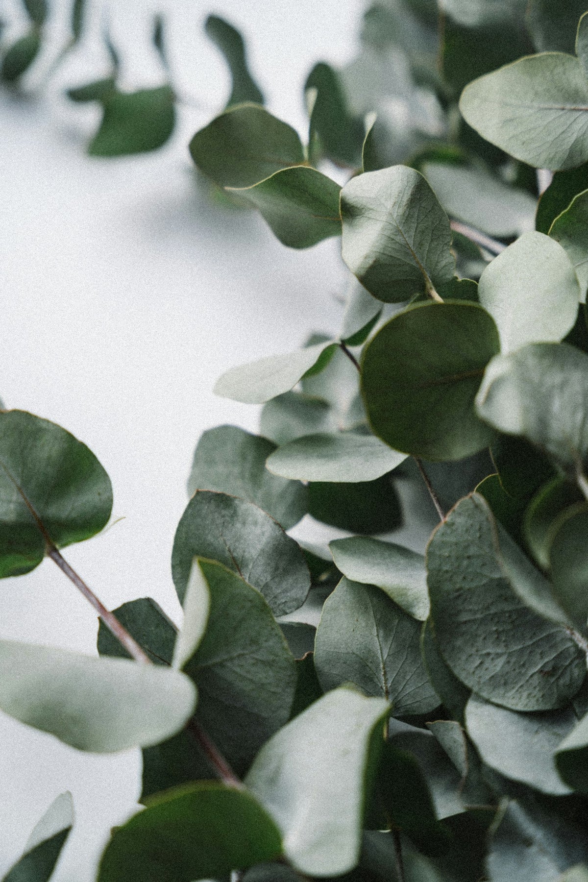 Eucalyptus leaves