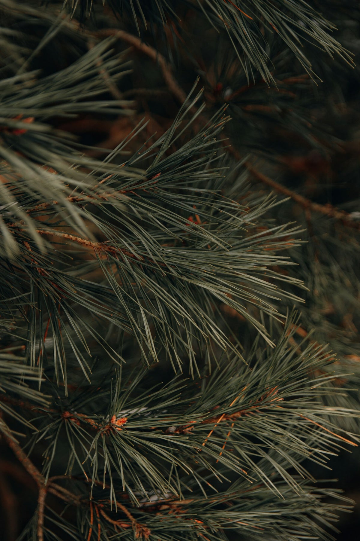 Pine branch