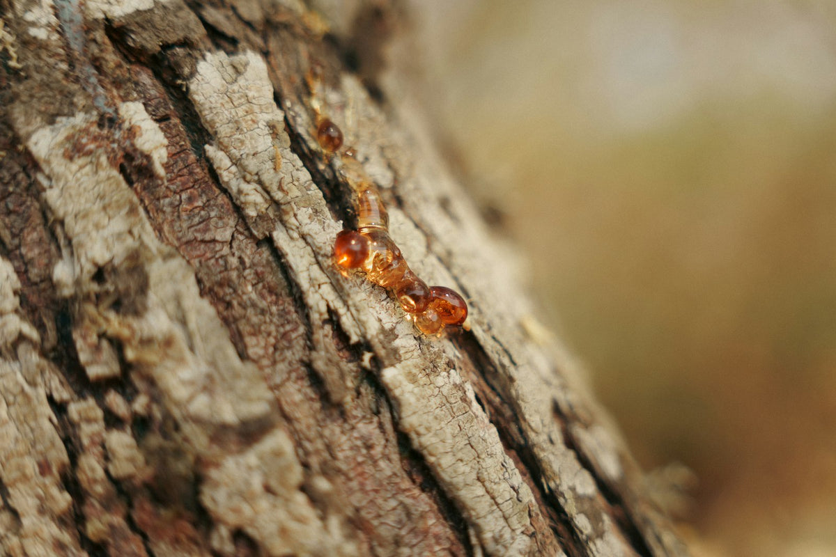 Golden amber resin