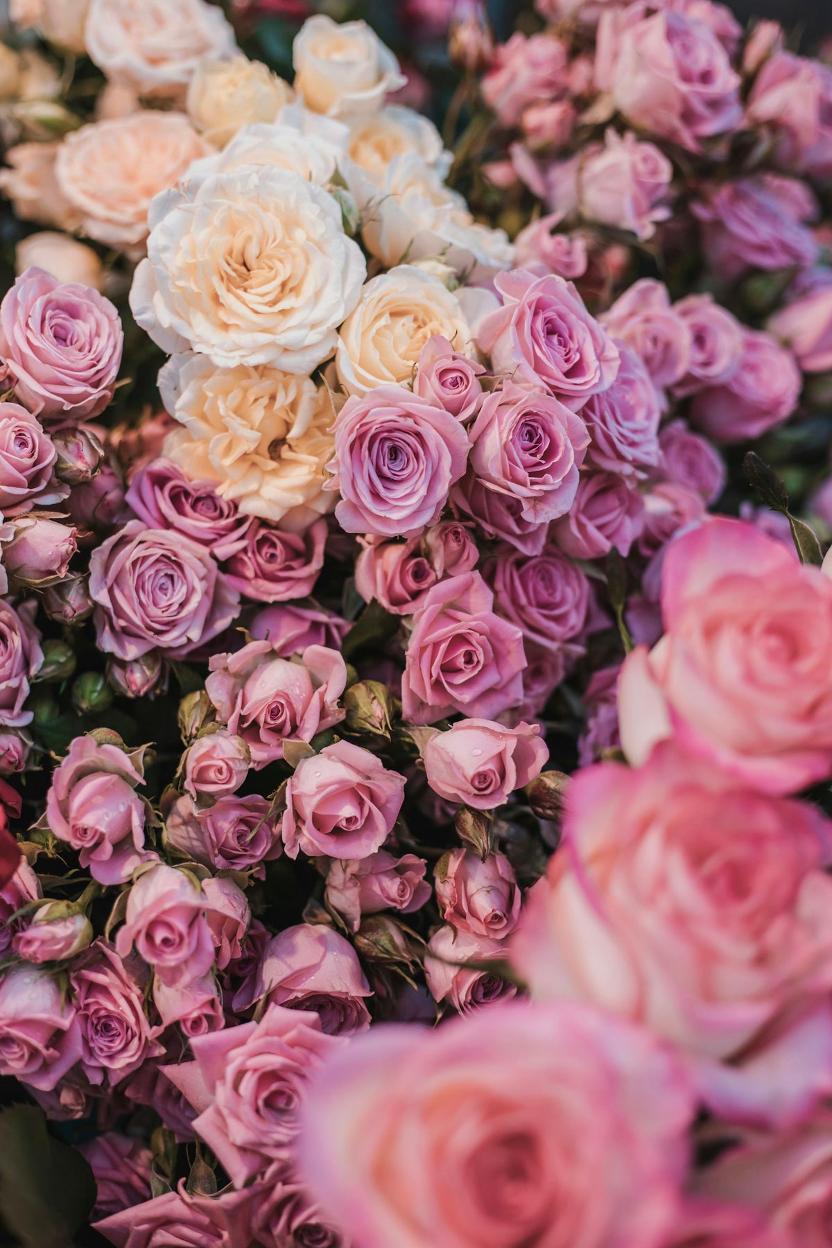 Pink and cream roses